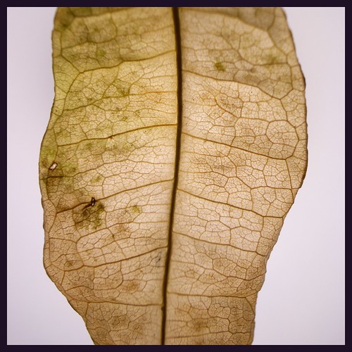 fallen leaf 2